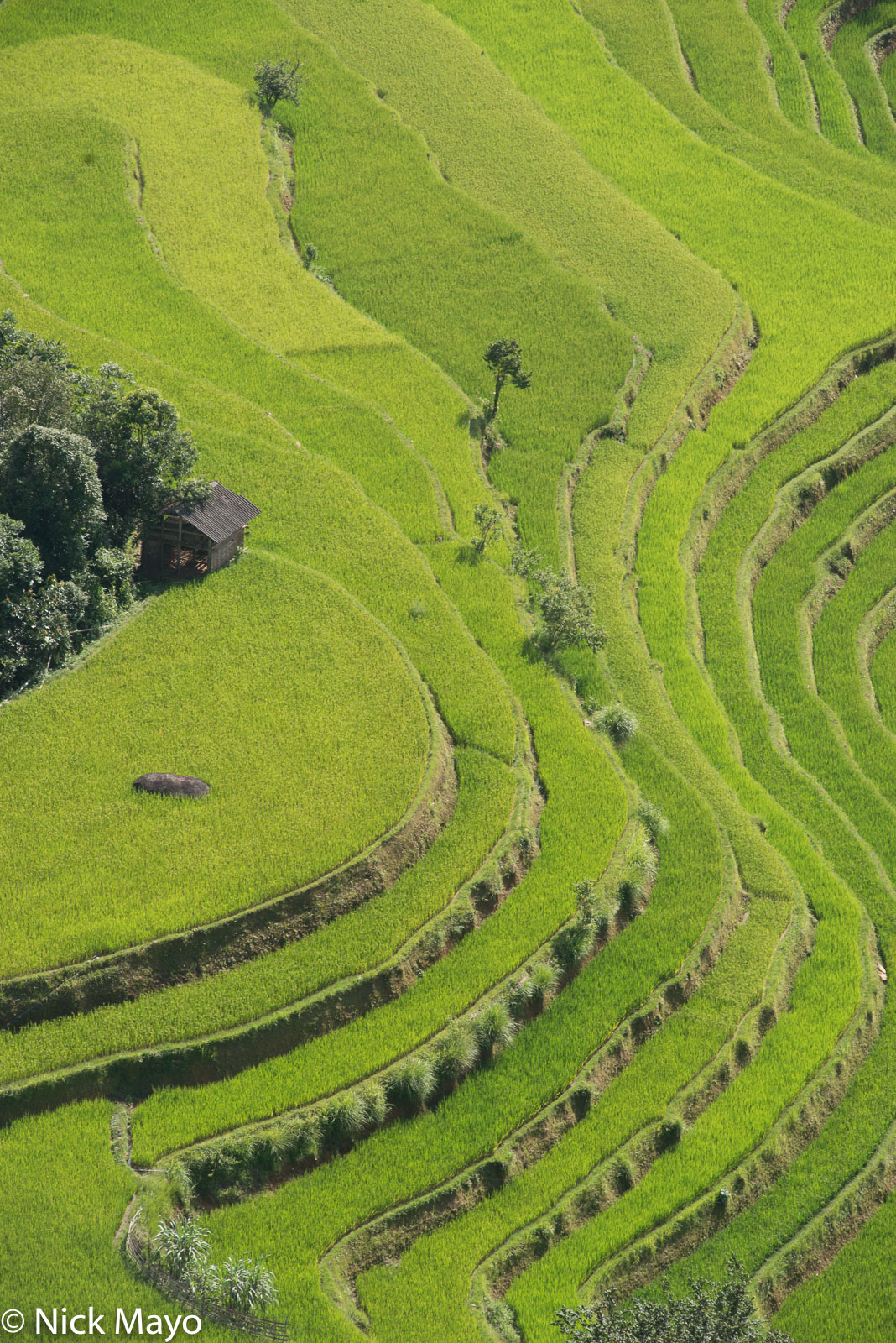 Terraced Fields Of Golden Rice | Nam Ty, Ha Giang, Vietnam (2017 ...